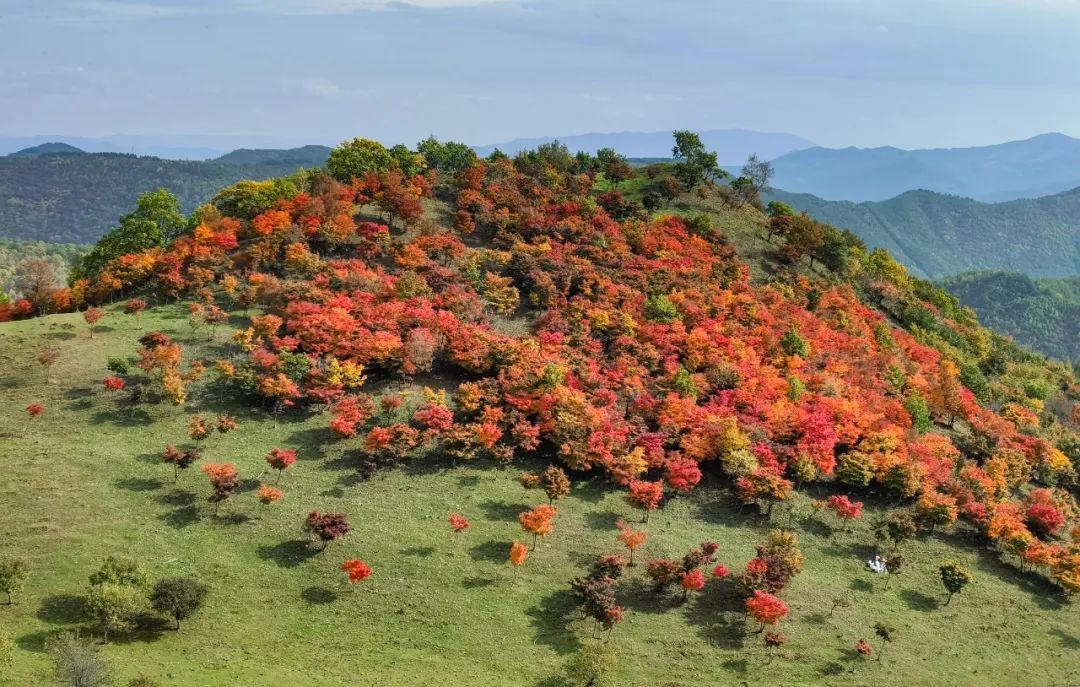 点缀红色树木的山坡草地
