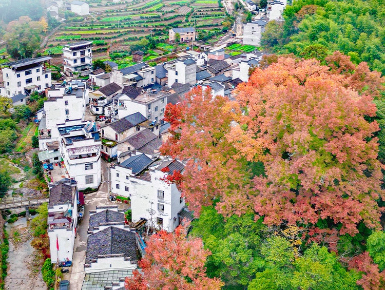 秋叶环绕的山村房屋