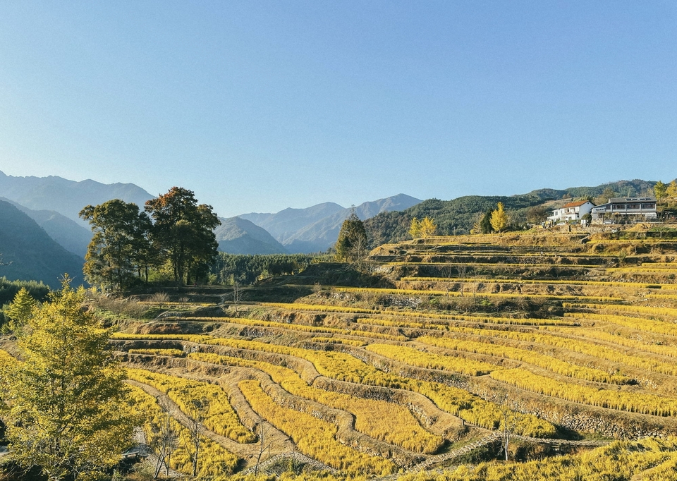 山坡上金黄色的梯田