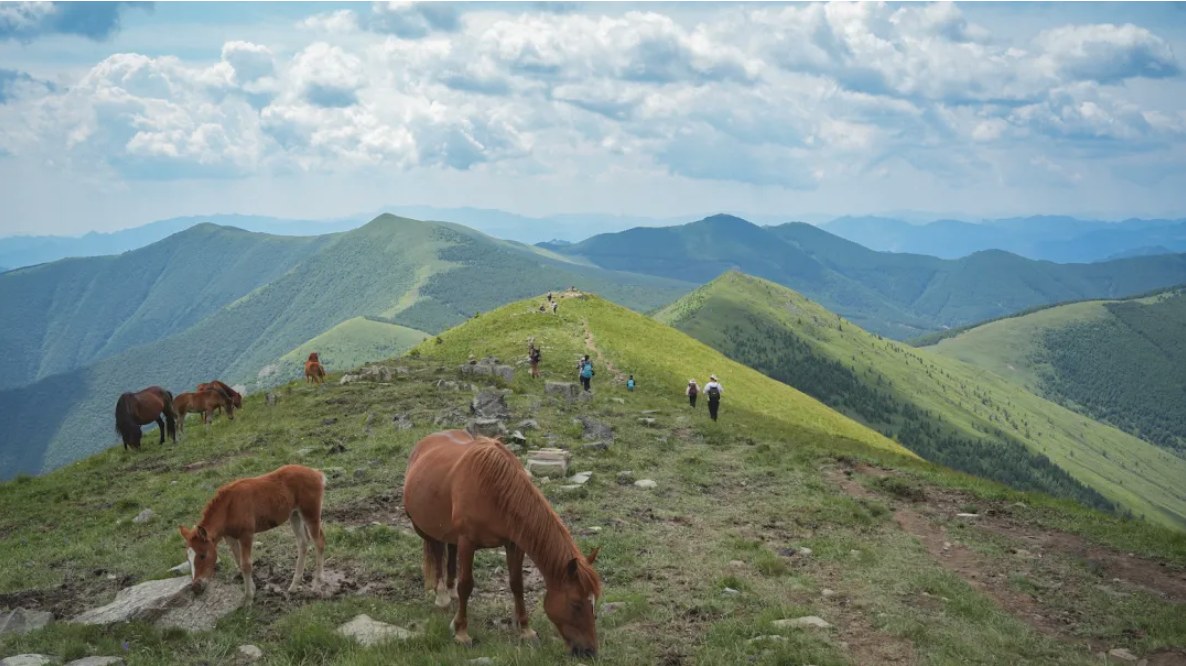五台山高山草甸上的马群与远山